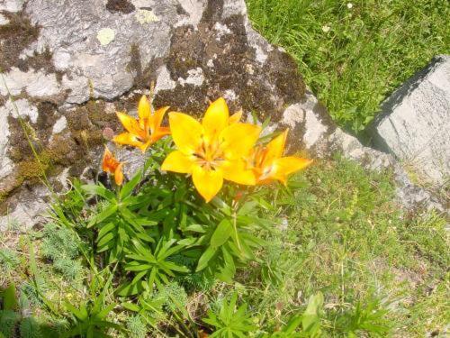 La Vanoise Otel Peisey-Nancroix Dış mekan fotoğraf